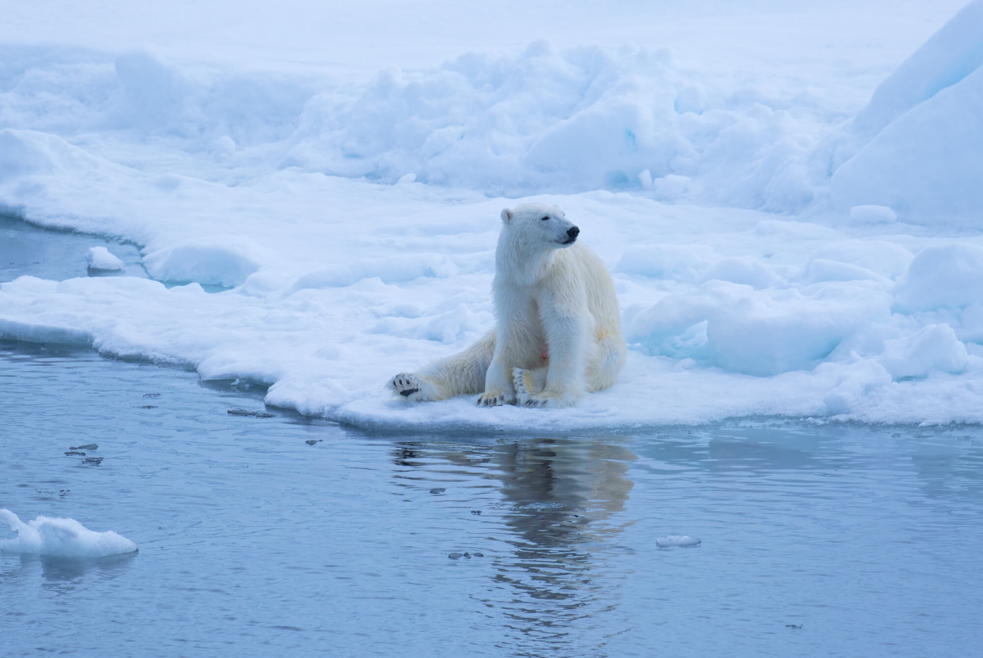 Polar bear